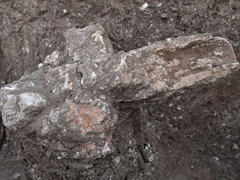 Фрагмент животных останков, найденных в древнем доме